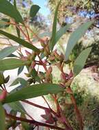 Image of Eucalyptus petrensis M. I. H. Brooker & S. D. Hopper