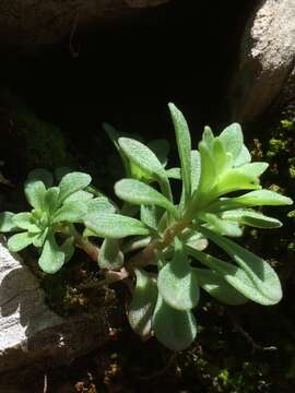 Image of Sedum cepaea L.