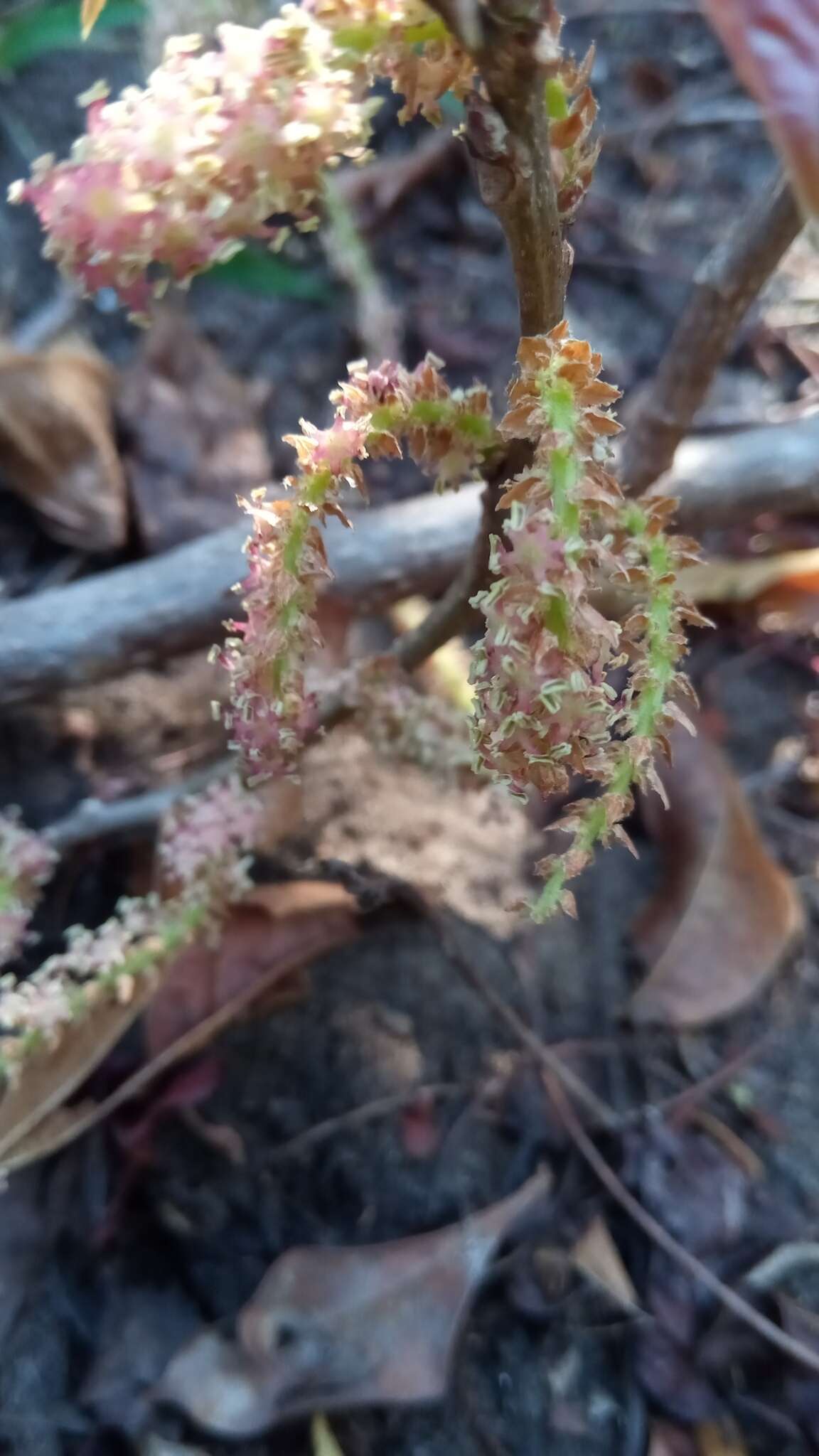 Слика од Alchornea alnifolia (Bojer ex Baill.) Pax & K. Hoffm.