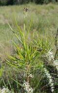 Image of Hakea microcarpa R. Br.