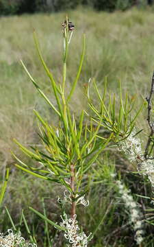 Image of Hakea microcarpa R. Br.