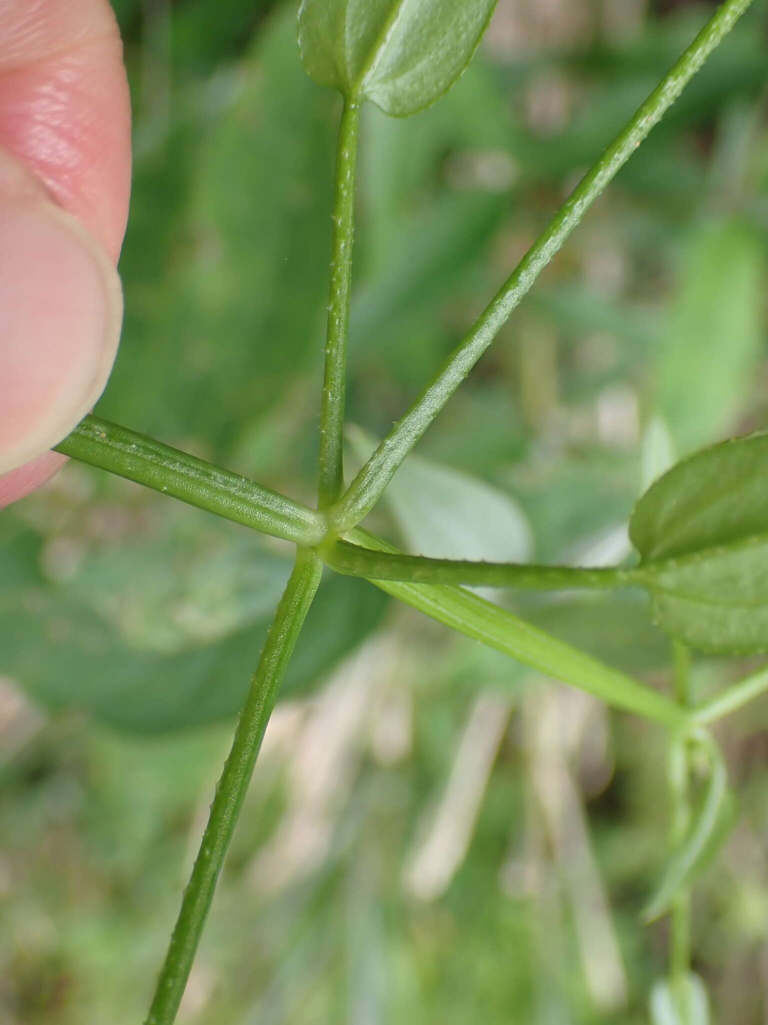 Image of Rubia linii J. M. Chao