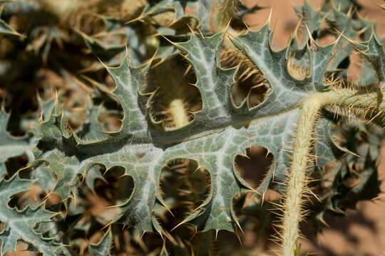 Image of hedgehog pricklypoppy