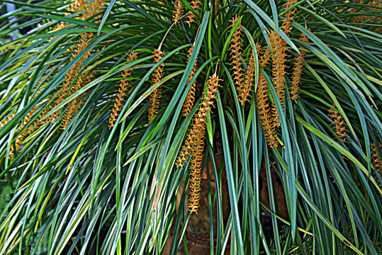 Image of <i>Dendrochilum wenzelii</i> Ames