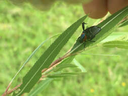 Image de Strigoderma sulcipennis Burmeister 1844