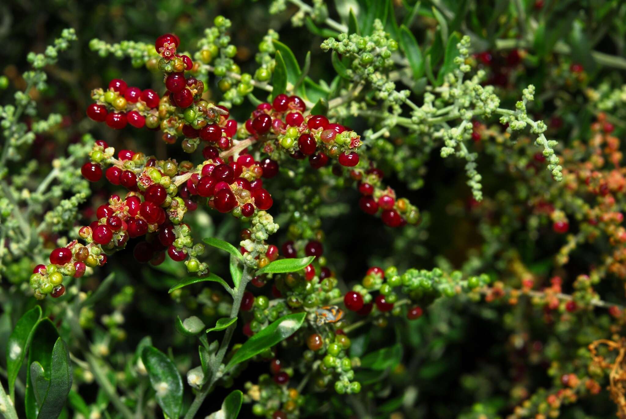 Chenopodium candolleanum subsp. candolleanum的圖片