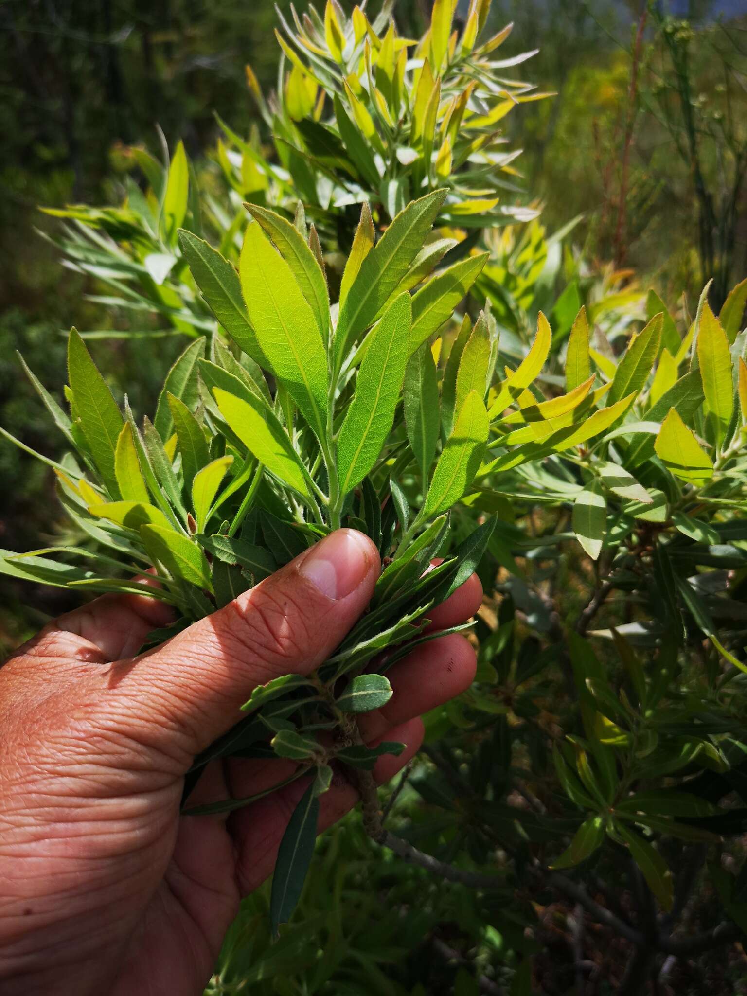 Imagem de Brachylaena neriifolia (L.) R. Br.