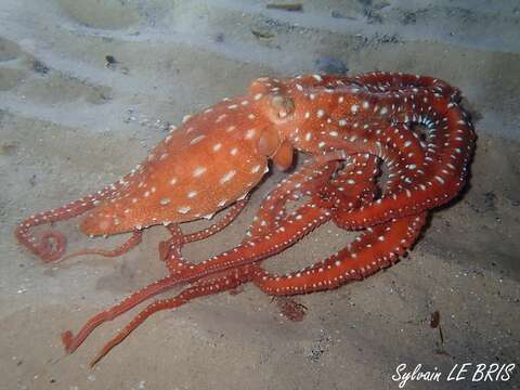 Image of Whitespot octopus