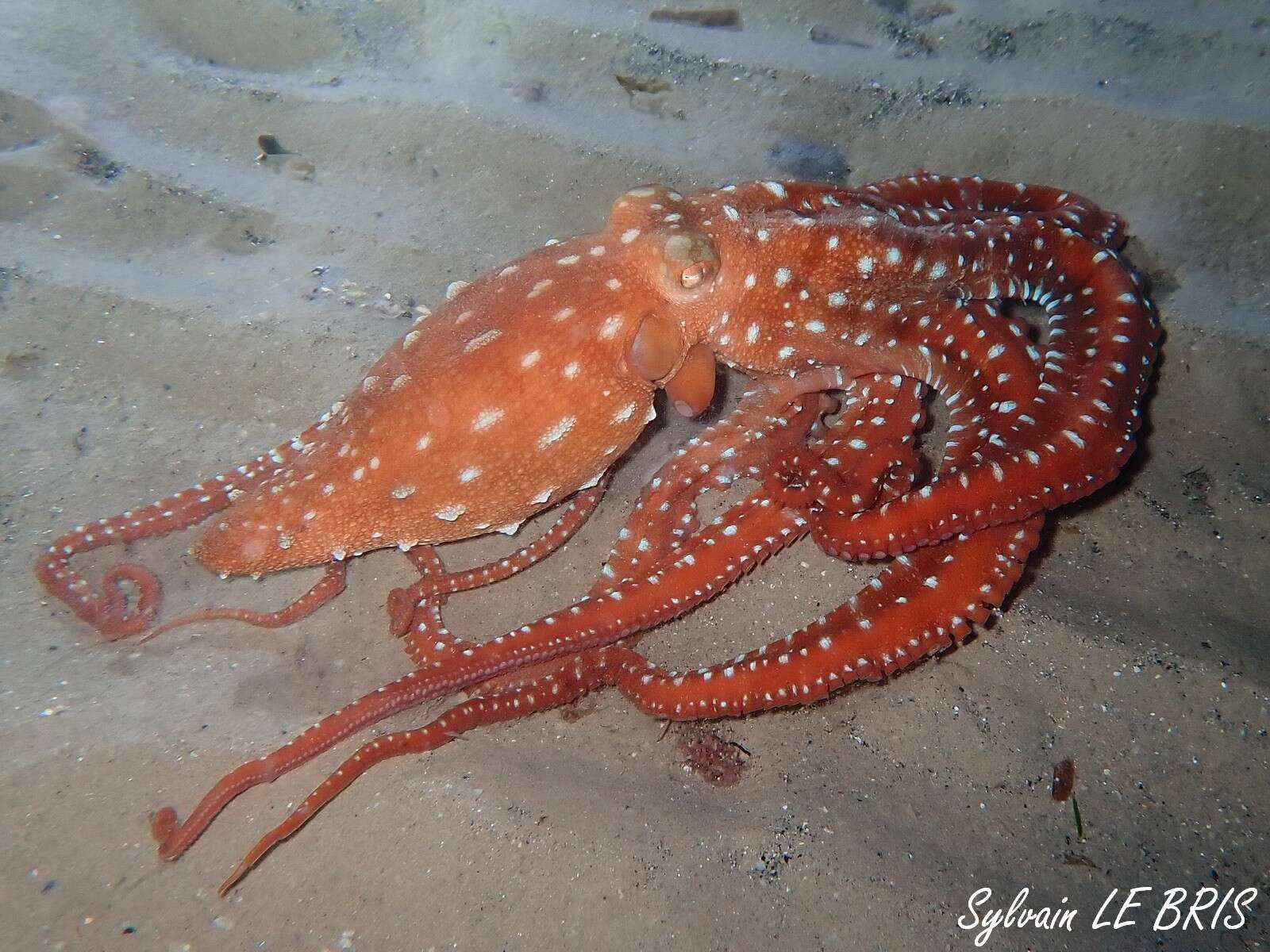 Слика од Callistoctopus macropus (Risso 1826)