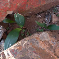 Haemanthus barkerae Snijman的图像