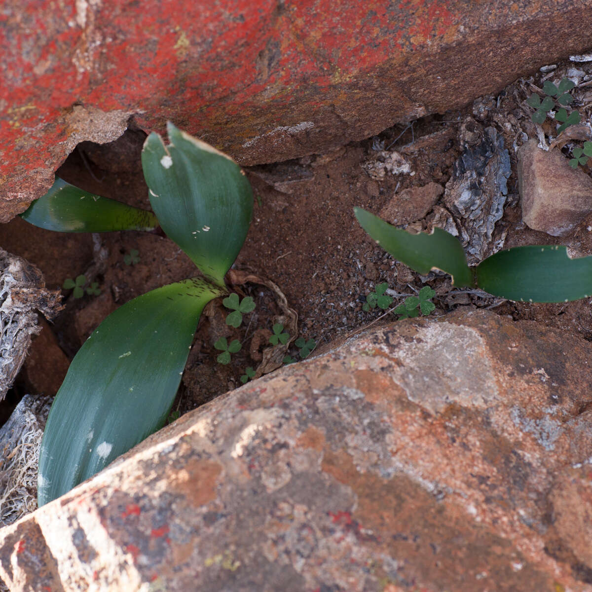 Haemanthus barkerae Snijman的图像