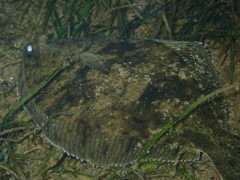 Image of Greenback flounder