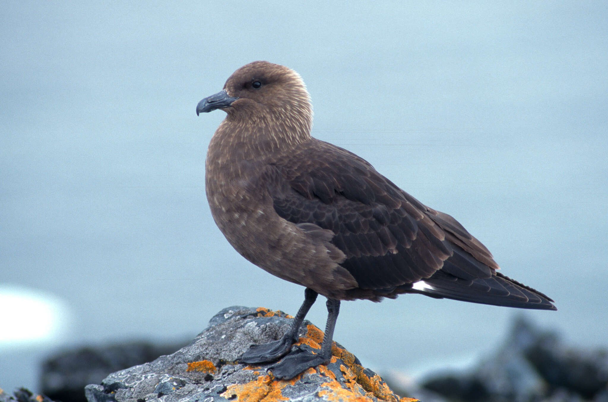 Image of South Polar Skua