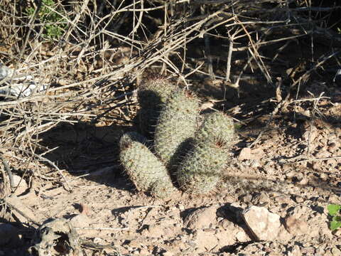 Image of Mammillaria grahamii subsp. sheldonii (Britton & Rose) D. R. Hunt