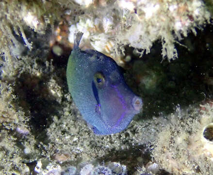 Image of Blackbar Filefish