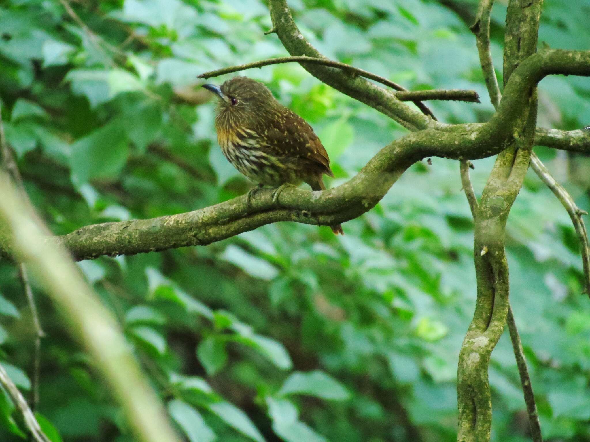 Image of White-whiskered Puffbird