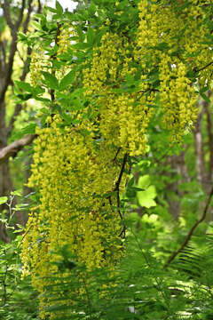 Image of Alpine Laburnum