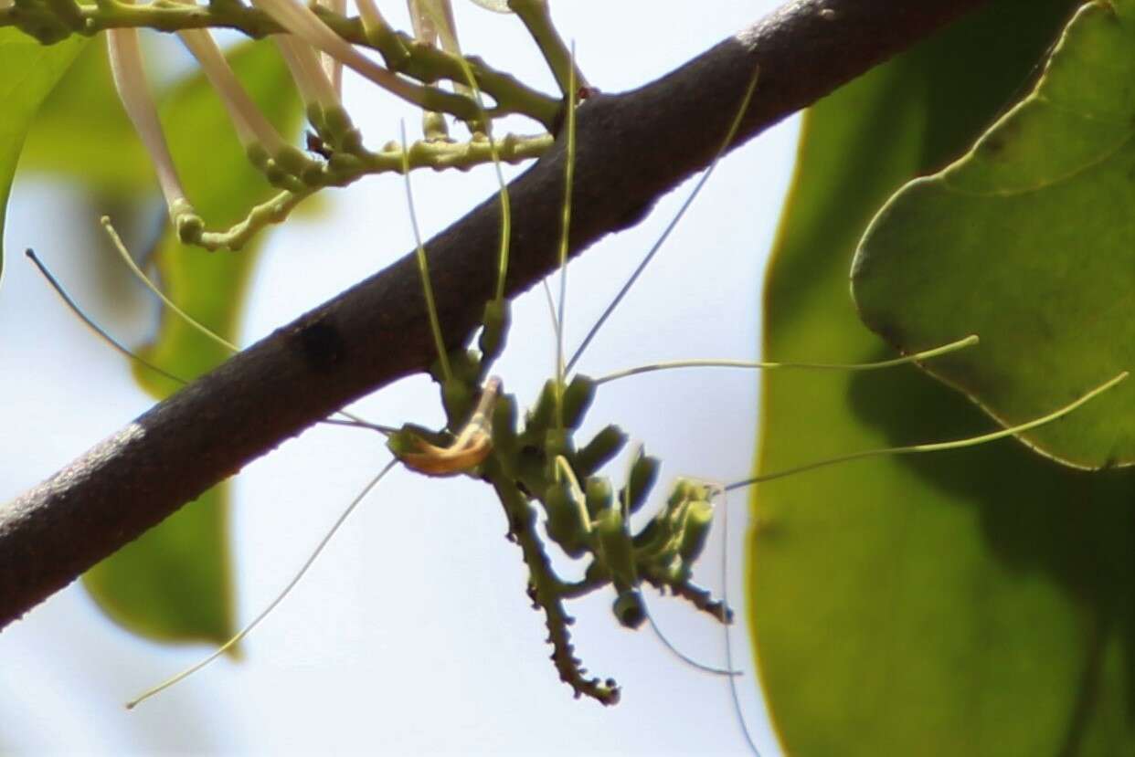 Слика од Dendrophthoe falcata (L. fil.) Bl.