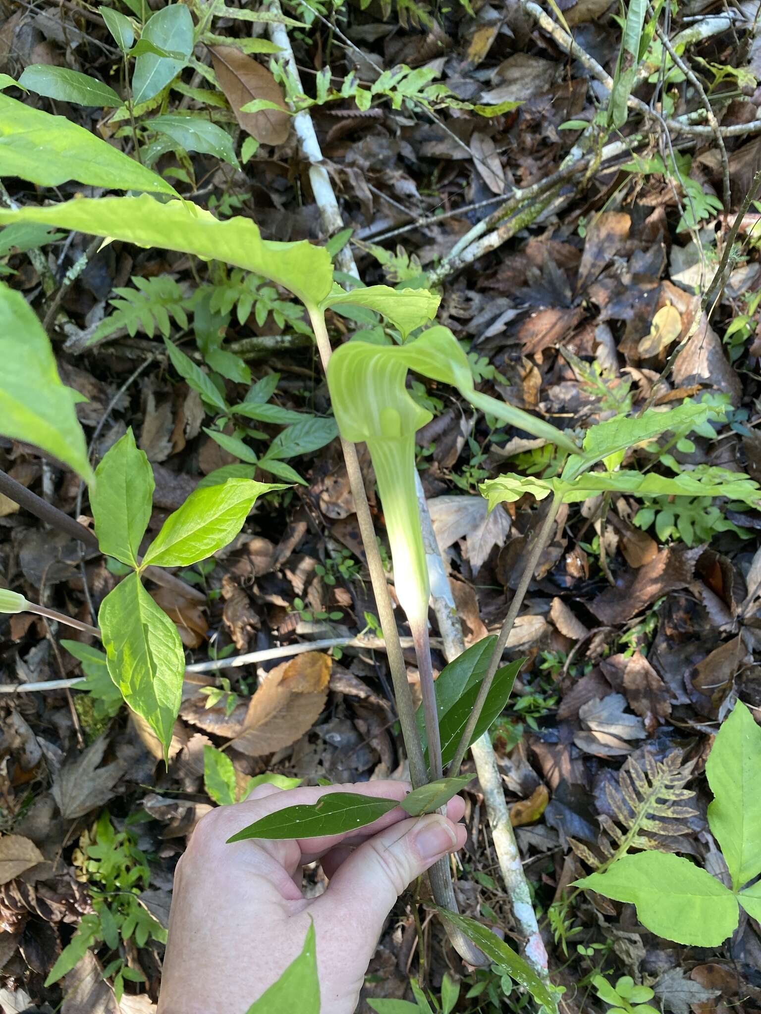 Слика од Arisaema triphyllum (L.) Schott