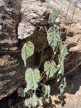 Image of yellowflower Indian mallow