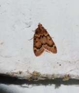 Image of Pink-masked Pyralid Moth