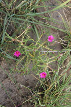 Image of Portulaca kermesina N. E. Brown