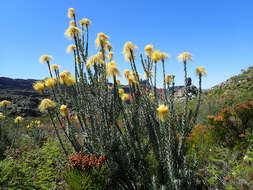 Image of Leucospermum reflexum var. luteum J. P. Rourke