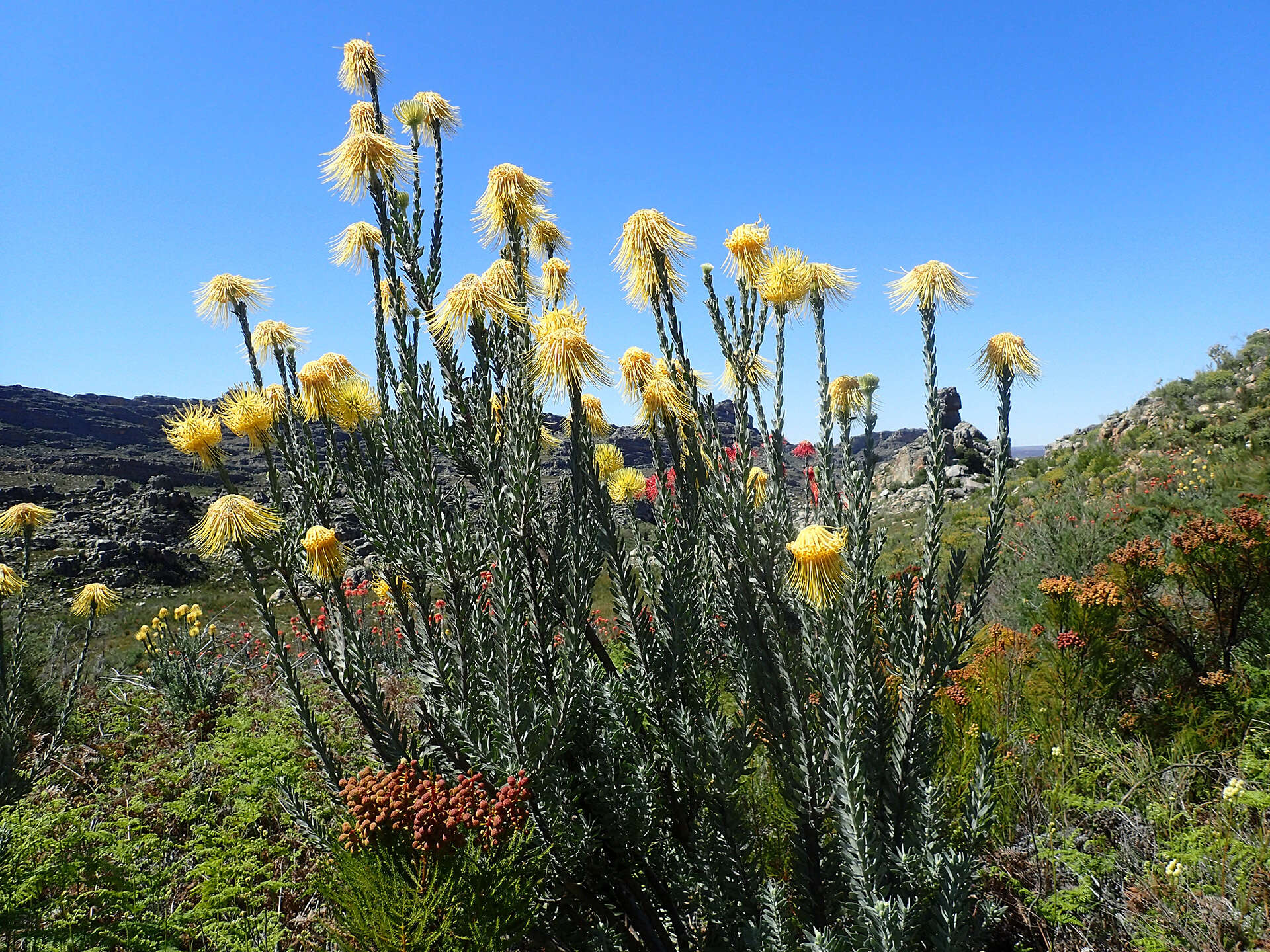 Image of Leucospermum reflexum var. luteum J. P. Rourke