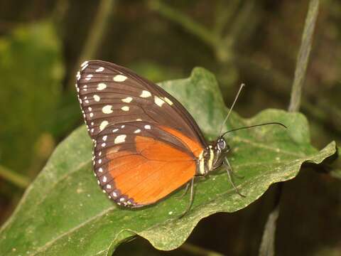 Image de Tithorea tarricina pinthias Godman & Salvin 1878