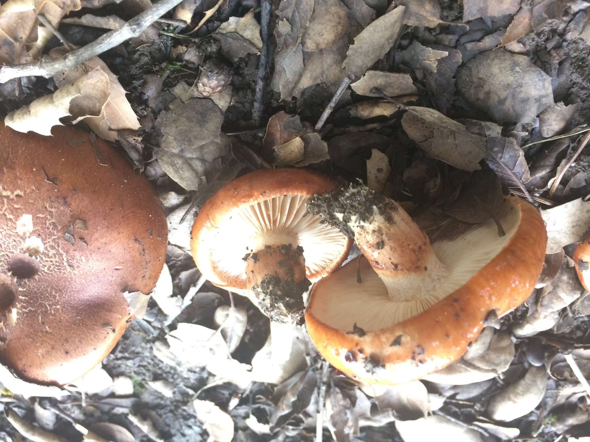 Image of Tricholoma fracticum (Britzelm.) Kreisel 1984