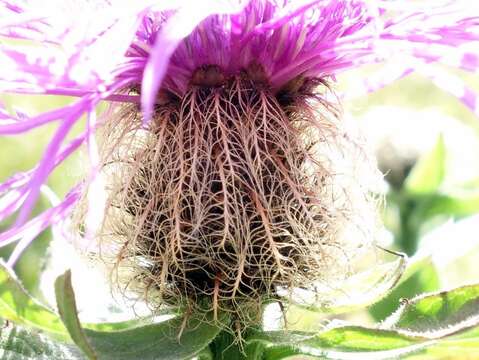 Imagem de Centaurea nervosa Willd.