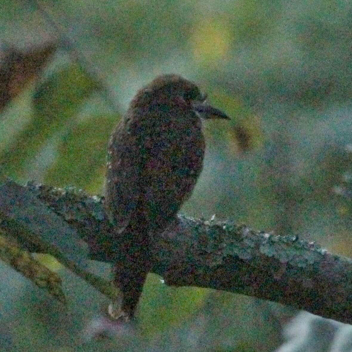 Image of Moustached Puffbird