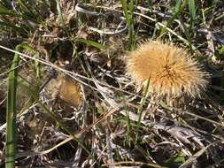 Image of Carlina acaulis L.