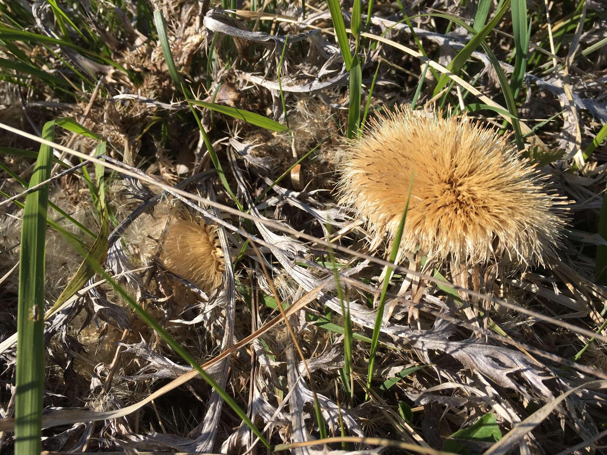 Image of Carlina acaulis L.