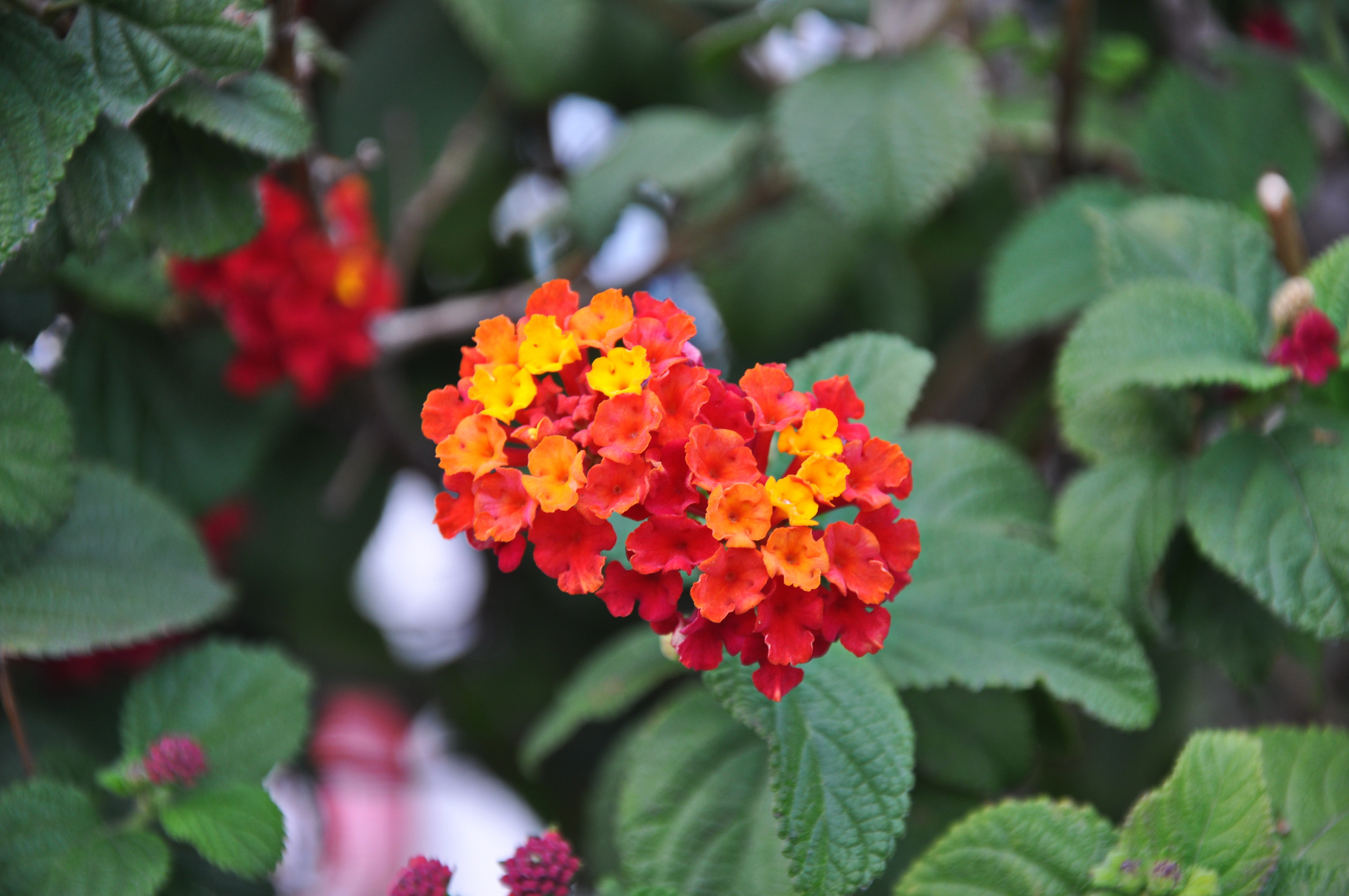 Lantana camara (rights holder: Stefano)