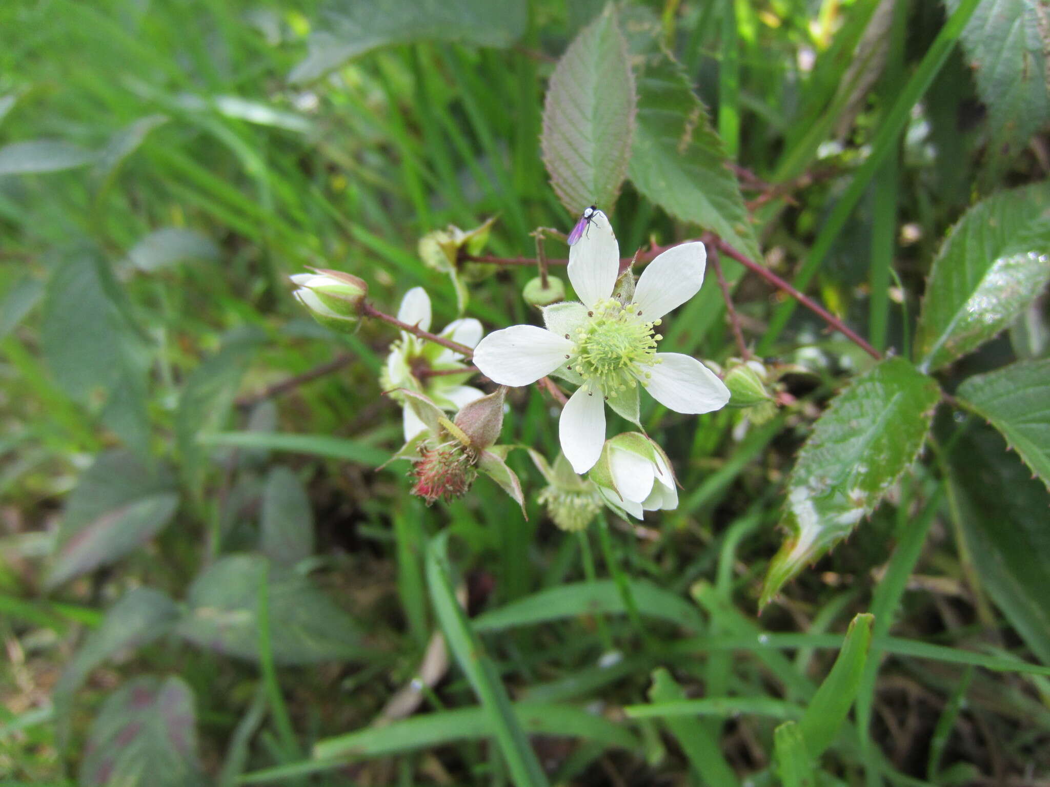 Image of Andes berry