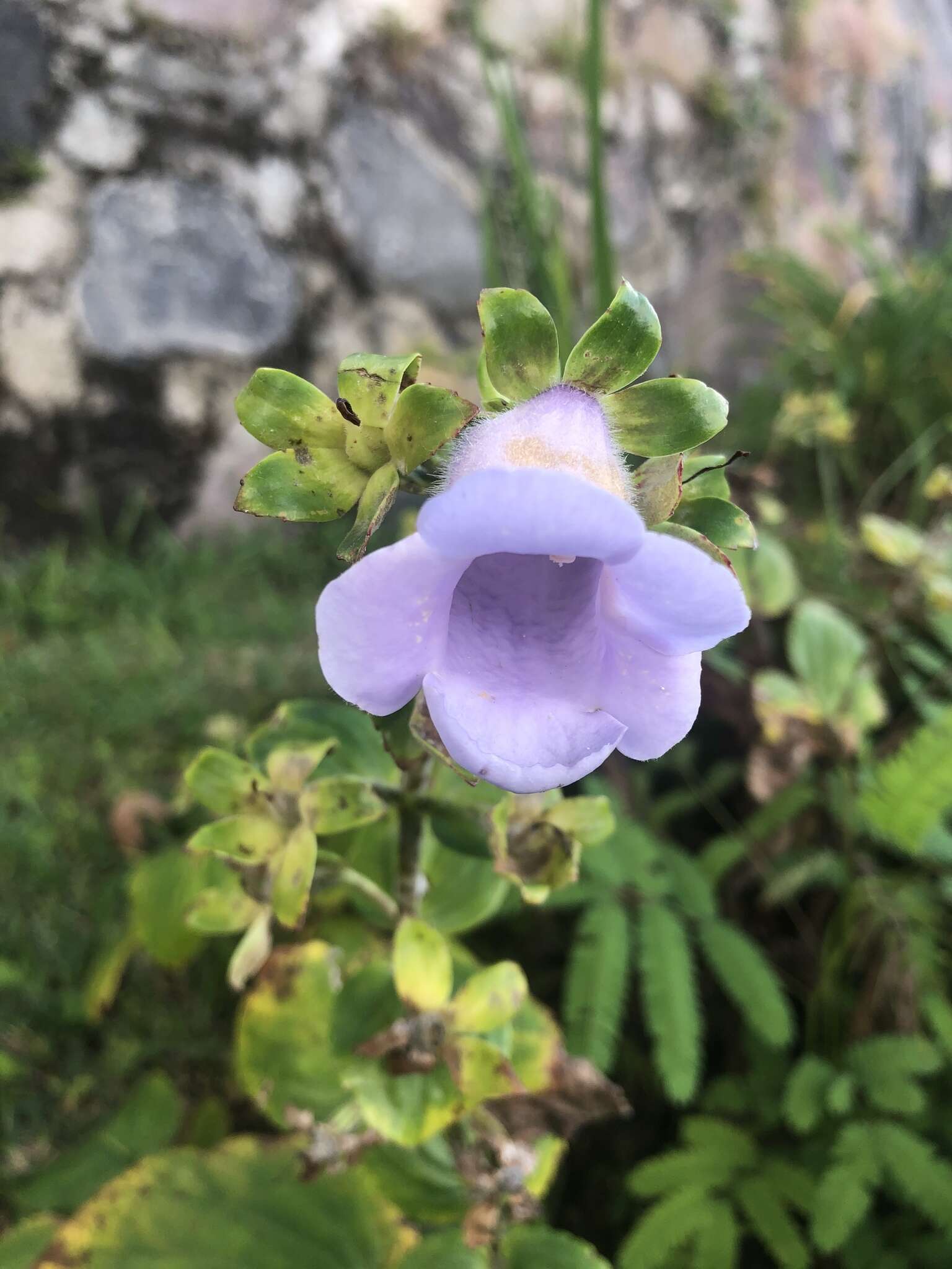 Image of gloxinia