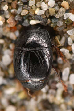 Image of Hypocaccus (Hypocaccus) lucidulus (J. L. Le Conte 1851)