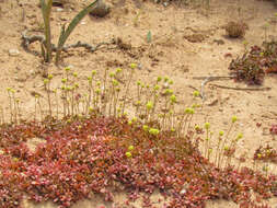 Image of Crassula pubescens subsp. radicans (Haw.) Tölken