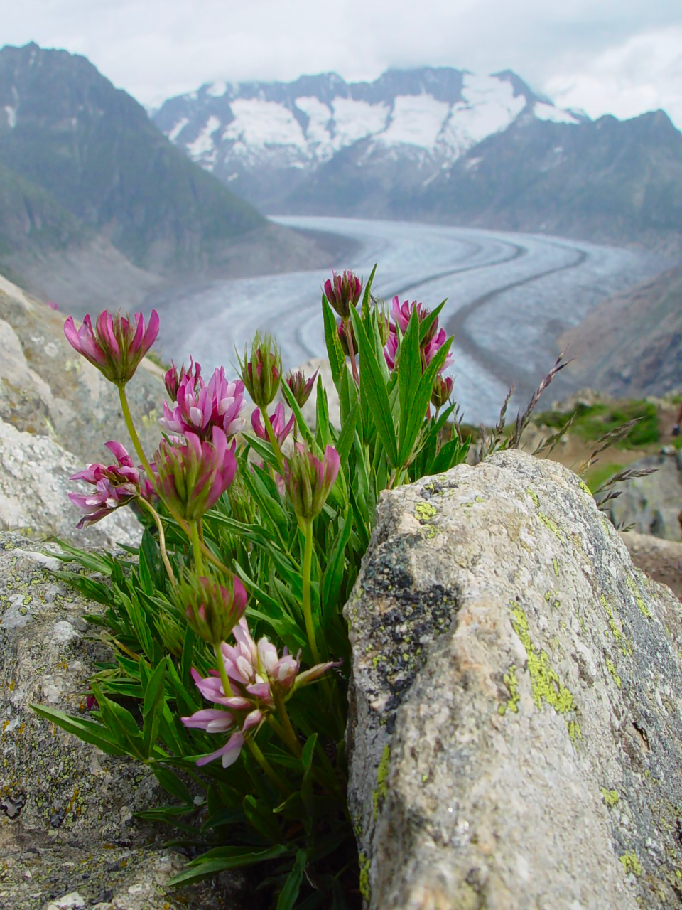 Trifolium alpinum (rights holder: josef.stuefer)