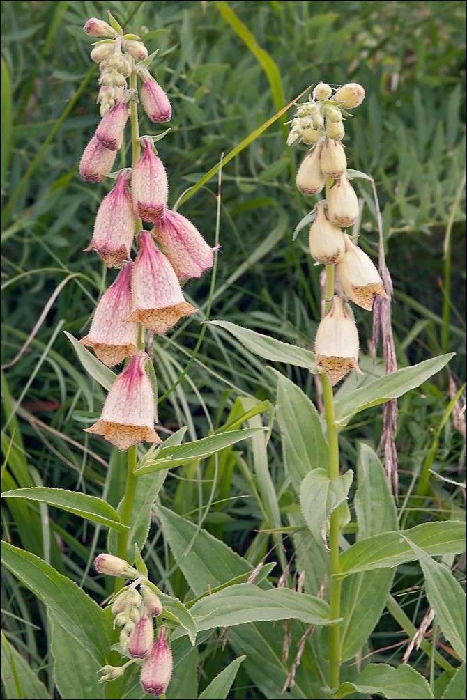 Digitalis grandiflora (rights holder: Amadej Trnkoczy)