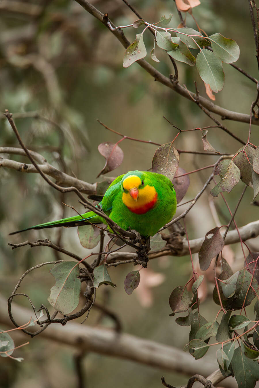 Image of Barraband Parakeet