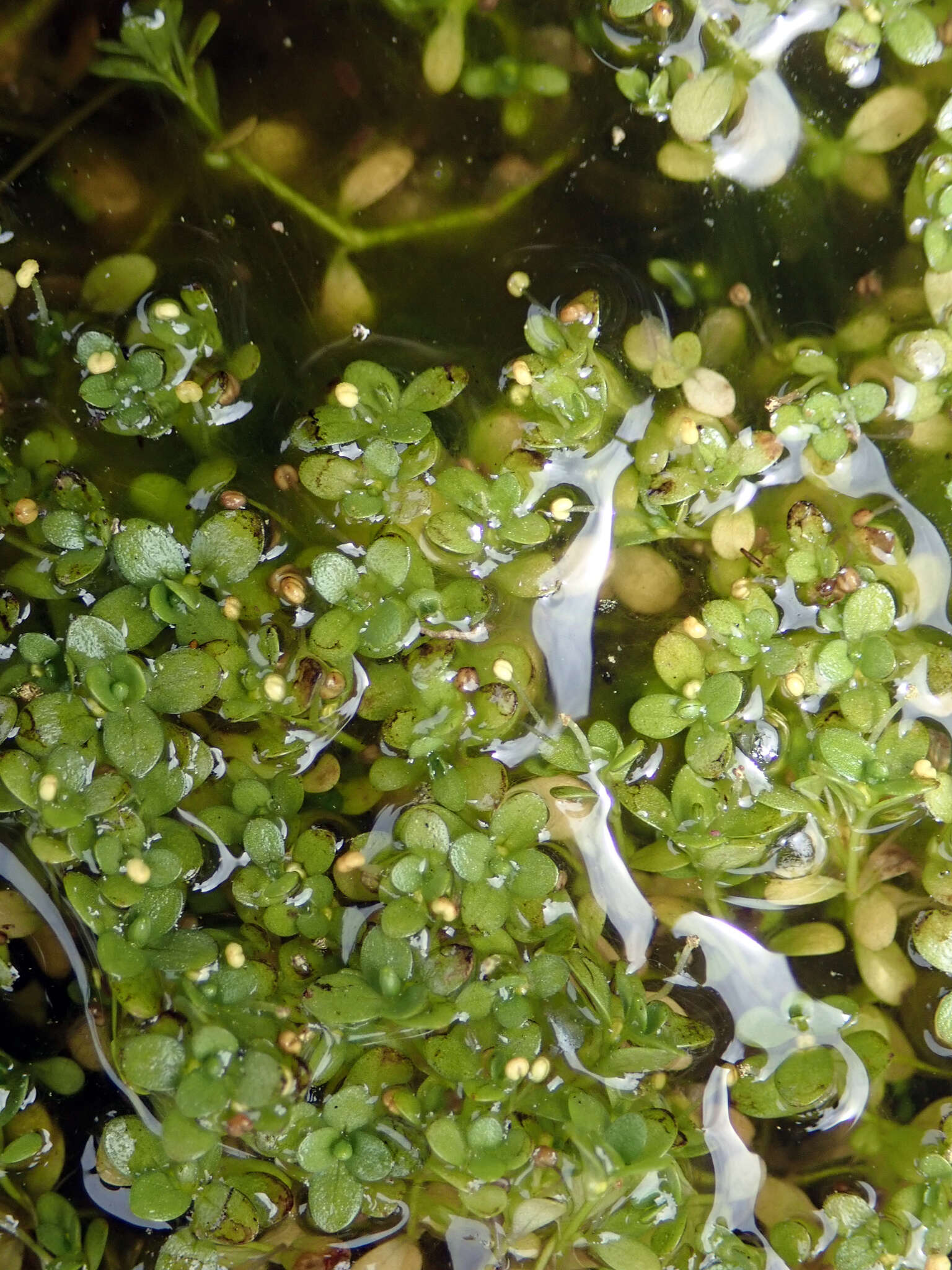 Image of Callitriche chathamensis (R. Mason) Lansdown