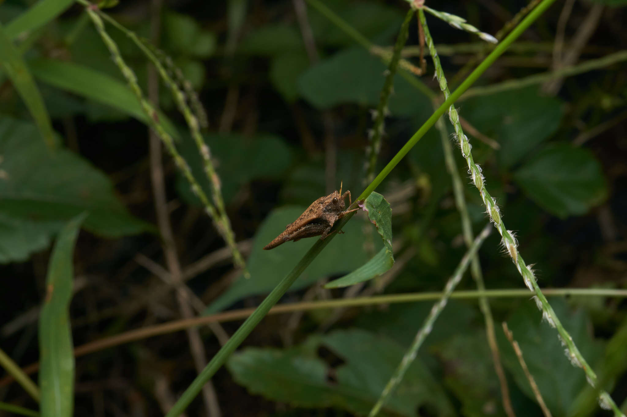 Criotettix japonicus (Haan 1843)的圖片