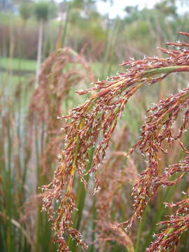 Imagem de Machaerina articulata (R. Br.) T. Koyama