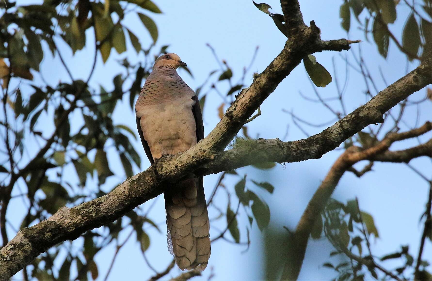 Image of Barred Cuckoo Dove