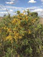 Image of Cassia tomentella (Benth.) Domin