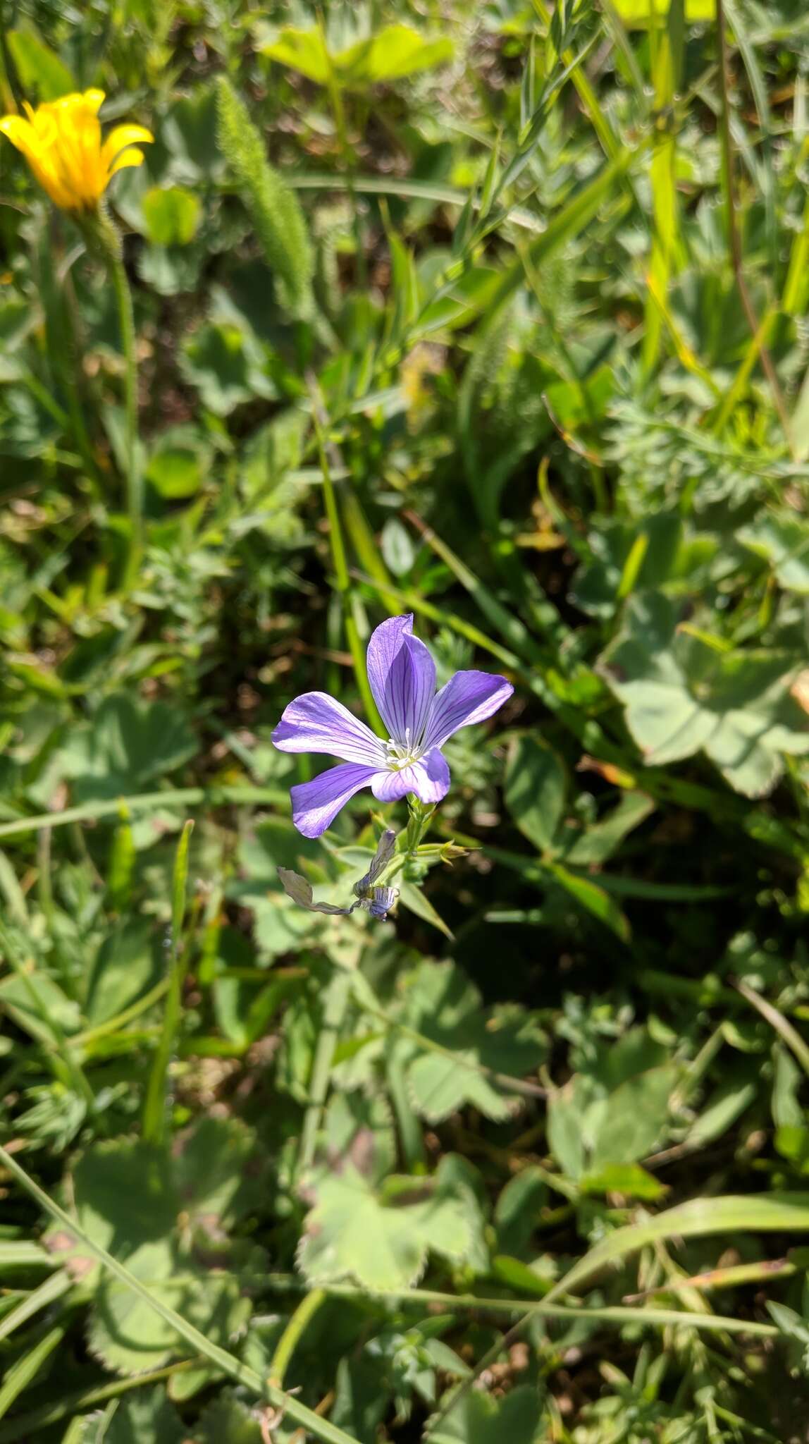 Imagem de Linum nervosum Waldst. & Kit.