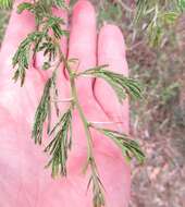 Слика од Vachellia kosiensis (P. P. Sw. ex Coates Palgr.) Kyal. & Boatwr.