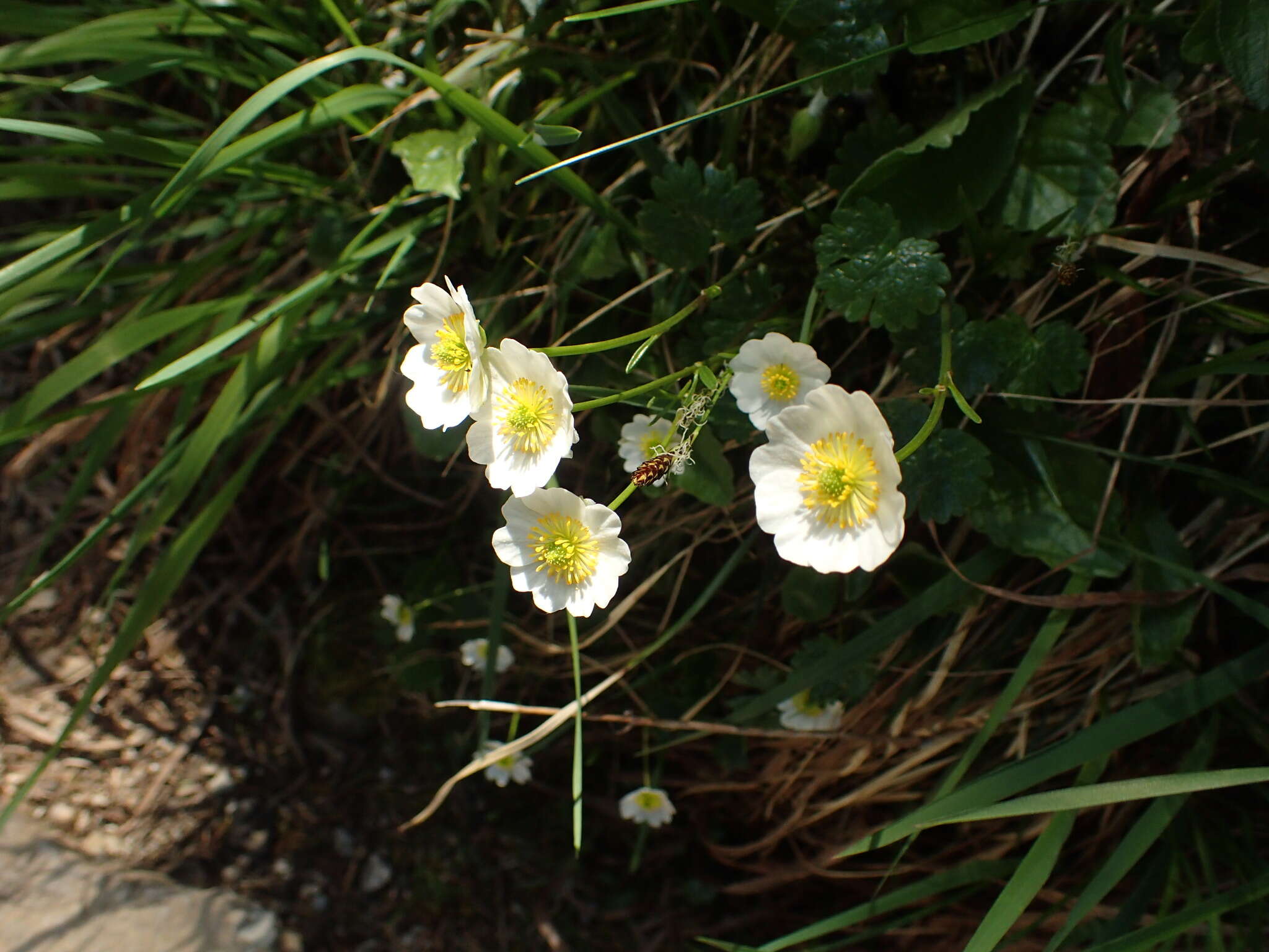 Image of Ranunculus alpestris subsp. alpestris